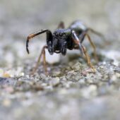 Leptorchestes sp. (Włochy, Italy)