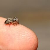Pyrgun nazielny, Evaracha arcuata