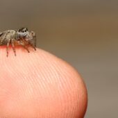 Pyrgun nazielny, Evaracha arcuata