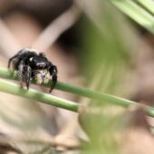 Krzyżnik czarnowłosy, Pellenes nigrociliatus