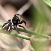 Krzyżnik czarnowłosy, Pellenes nigrociliatus