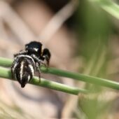 Krzyżnik czarnowłosy, Pellenes nigrociliatus