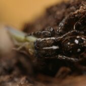 Skoczek piargowy, Attulus zimmermanni