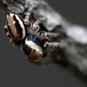 Pyrgun nakrzewny, Evarcha falcata