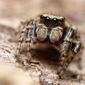 Pyrgun nakrzewny, Evarcha falcata