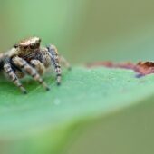 Pyrgun nakrzewny, Evarcha falcata