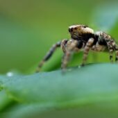 Pyrgun nakrzewny, Evarcha falcata