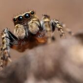 Pyrgun nakrzewny, Evarcha falcata