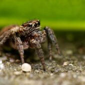 Pyrgun nakrzewny, Evarcha falcata