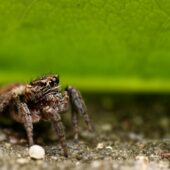 Pyrgun nakrzewny, Evarcha falcata