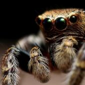 Pyrgun nakrzewny, Evarcha falcata