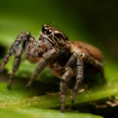 Pyrgun nakrzewny, Evarcha falcata