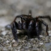 Sekutnica pasiasta, Phlegra fasciata