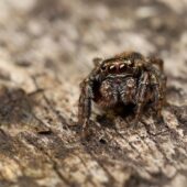 Pyrgun nakrzewny, Evarcha falcata