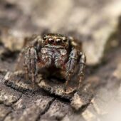 Pyrgun nakrzewny, Evarcha falcata