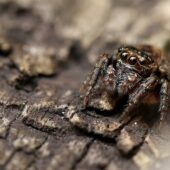 Pyrgun nakrzewny, Evarcha falcata