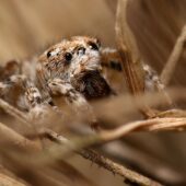 Skoczek wydmowy, Attulus distinguendes