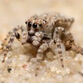 Skoczek wydmowy, Attulus distinguendes