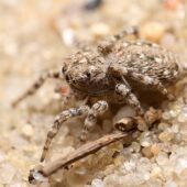 Skoczek wydmowy, Attulus distinguendes