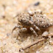 Skoczek wydmowy, Attulus distinguendes