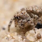 Skoczek wydmowy, Attulus distinguendes