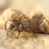 Salticidae sp. 1 (Arabia Saudyjska, Saudi Arabia)