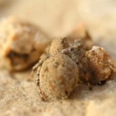 Salticidae sp. 1 (Arabia Saudyjska, Saudi Arabia)