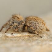 Salticidae sp. 1 (Arabia Saudyjska, Saudi Arabia)