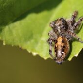 Gałęziak srebrzyk Dendryphantes hastatus