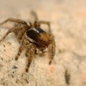 Salticidae sp. 2 (Arabia Saudyjska, Saudi Arabia)