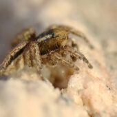 Salticidae sp. 2 (Arabia Saudyjska, Saudi Arabia)