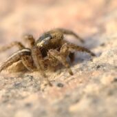 Salticidae sp. 2 (Arabia Saudyjska, Saudi Arabia)