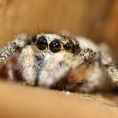 Skakun arlekinowy, Salticus scenicus