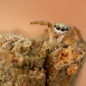 Gałęziak, Dendryphantes sp.
