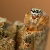 Gałęziak, Dendryphantes sp.
