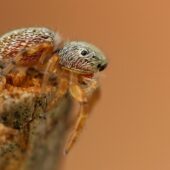 Gałęziak, Dendryphantes sp.