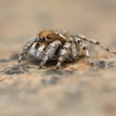 Salticidae sp. 3 (Arabia Saudyjska, Saudi Arabia)