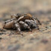 Salticidae sp. 3 (Arabia Saudyjska, Saudi Arabia)