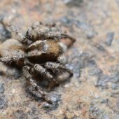Salticidae sp. 3 (Arabia Saudyjska, Saudi Arabia)