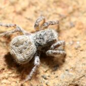 Salticidae sp. 4 (Arabia Saudyjska, Saudi Arabia)