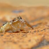 Thyene imperialis, samica (female) (Arabia Saudyjska, Saudi Arabia)