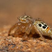Thyene imperialis, samica (female) (Arabia Saudyjska, Saudi Arabia)
