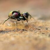 Salticidae sp. 5 (Arabia Saudyjska, Saudi Arabia)