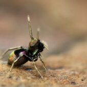 Salticidae sp. 5 (Arabia Saudyjska, Saudi Arabia)