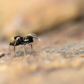 Salticidae sp. 5 (Arabia Saudyjska, Saudi Arabia)