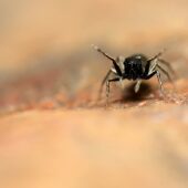 Salticidae sp. 5 (Arabia Saudyjska, Saudi Arabia)