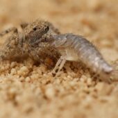 Salticidae sp. 6 (Arabia Saudyjska, Saudi Arabia)