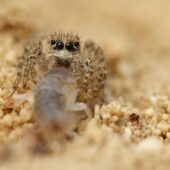 Salticidae sp. 6 (Arabia Saudyjska, Saudi Arabia)