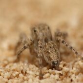 Salticidae sp. 6 (Arabia Saudyjska, Saudi Arabia)