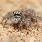 Salticidae sp. 7 (Arabia Saudyjska, Saudi Arabia)